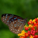 Papillon Hoàng Điệp 