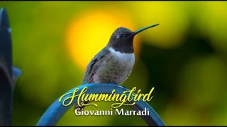 HUMMINGBIRD - Giovanni Marradi