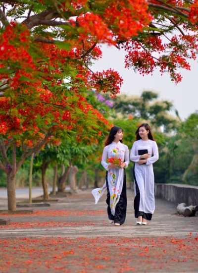 Nơi duy nhất ở Việt Nam chào hè với 5 sắc hoa phượng