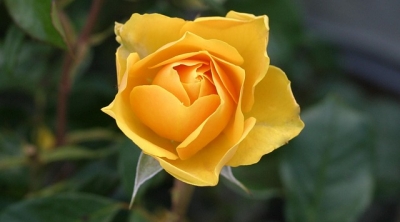 Tình bạn là niềm vui - Hoa hồng vàng – biểu tượng của tình bạn vô tư, trong sáng