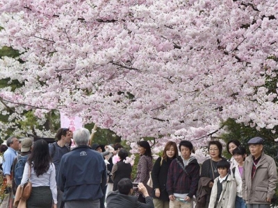 Nhật Bản ngập trong sắc hoa anh đào.